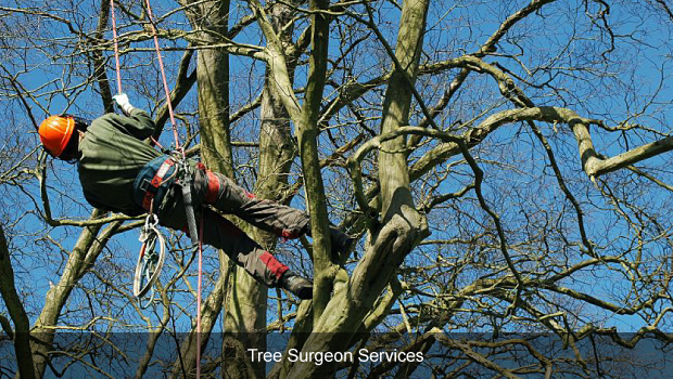 Tree Surgeons Ayrshire